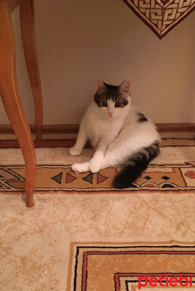 Tekir Kedi, Kedi  Fıstık fotoğrafı
