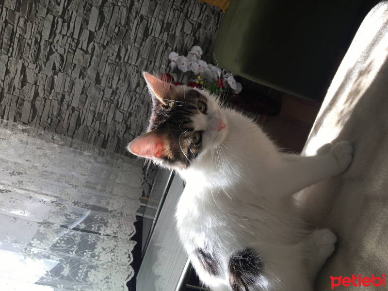 Tekir Kedi, Kedi  Fıstık fotoğrafı