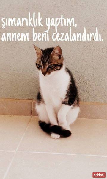 Tekir Kedi, Kedi  Geyşa fotoğrafı