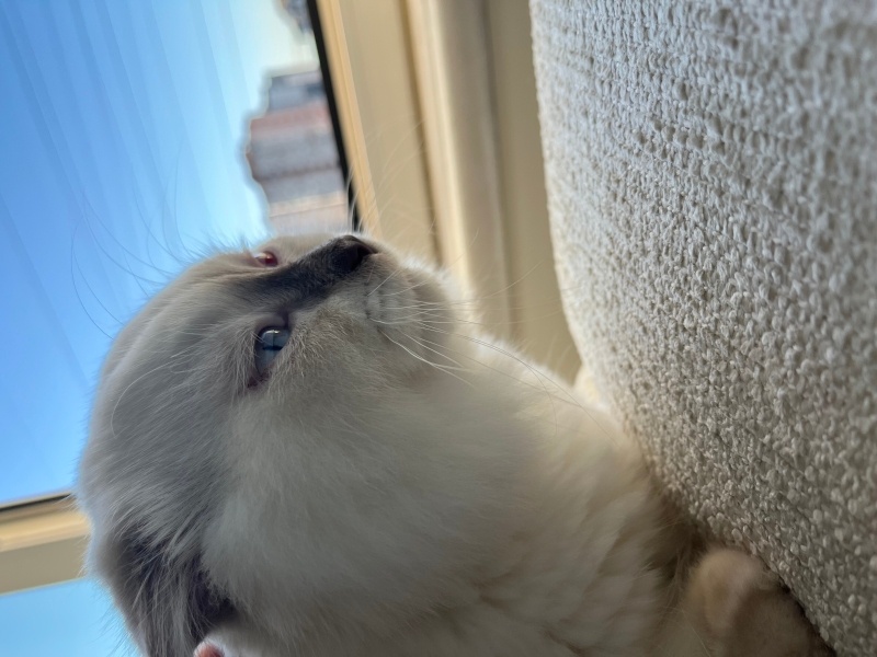 Scottish Fold, Kedi  Azrak fotoğrafı