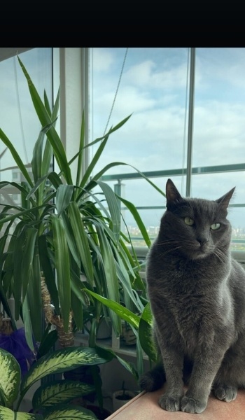 Mavi Rus, Kedi  Pati fotoğrafı