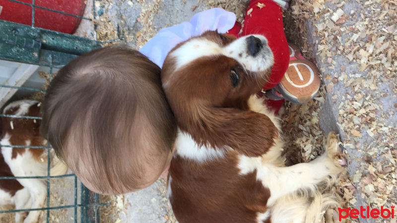 Cavalier King Charles Spanieli, Köpek  Gomis  fotoğrafı