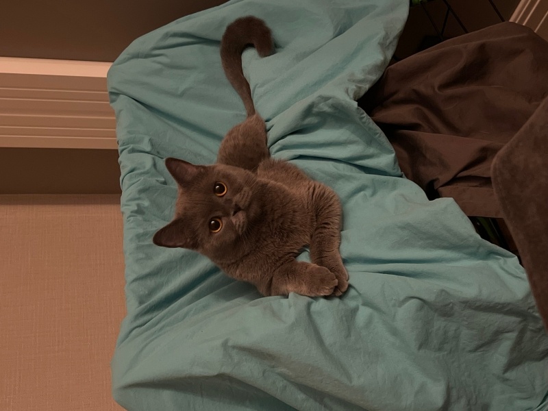 British Shorthair, Kedi  Ares fotoğrafı