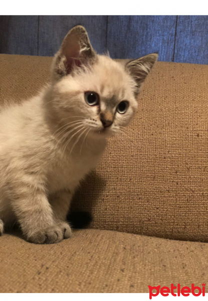 British Shorthair, Kedi  Çakıl fotoğrafı