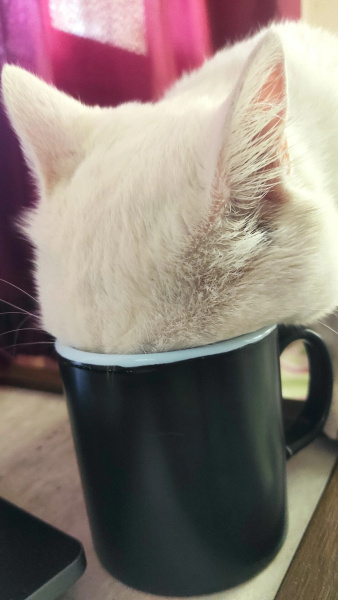 British Longhair, Kedi  Beyaz fotoğrafı