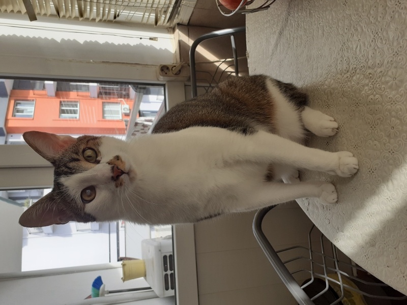 Tekir Kedi, Kedi  Firmino fotoğrafı