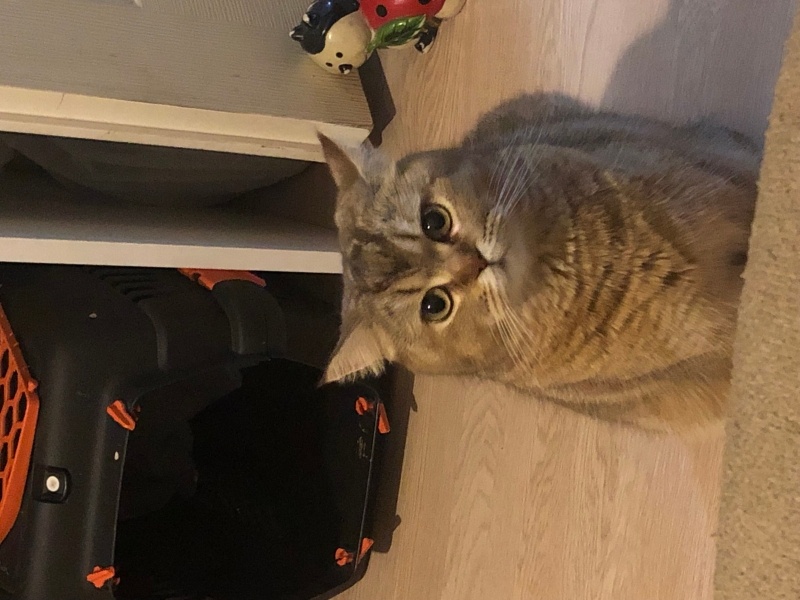 British Shorthair, Kedi  Balım fotoğrafı