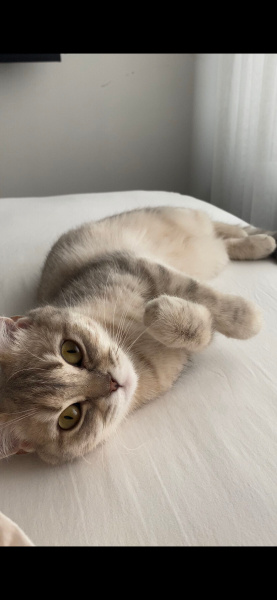 British Shorthair, Kedi  Kaju fotoğrafı