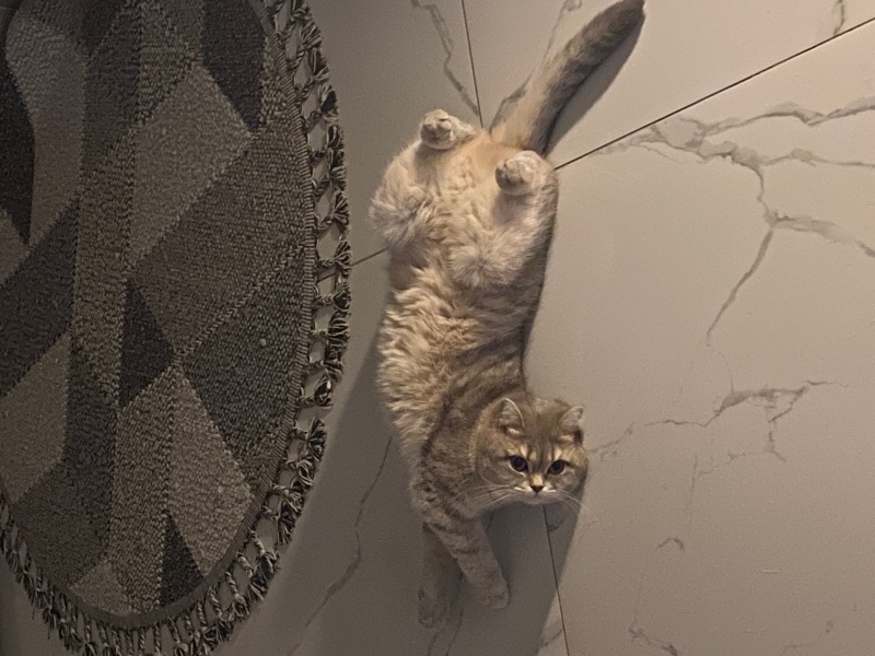 British Shorthair, Kedi  Kaju fotoğrafı