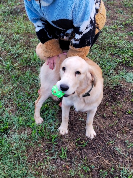 Golden Retriever, Köpek  Lessie fotoğrafı