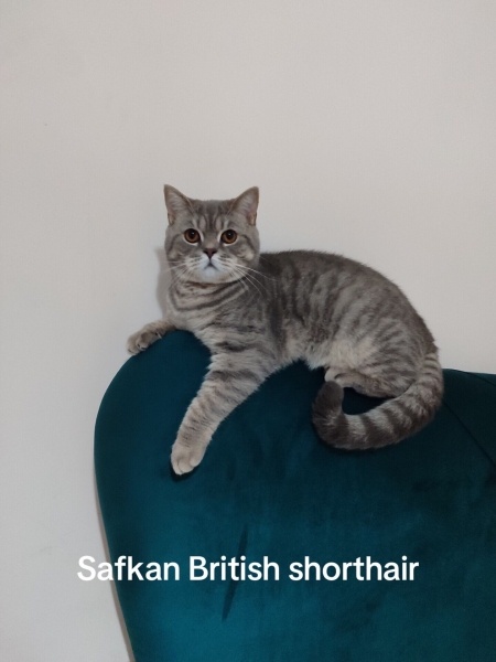 British Shorthair, Kedi  Mars fotoğrafı