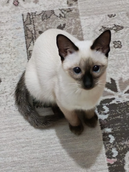 Siyam Kedisi, Kedi  Luna fotoğrafı