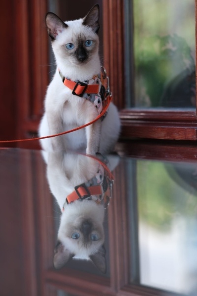 Siyam Kedisi, Kedi  Luna fotoğrafı