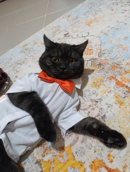 British Shorthair, Kedi  Lord monkey fotoğrafı