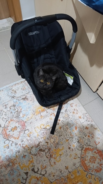 British Shorthair, Kedi  Lord monkey fotoğrafı