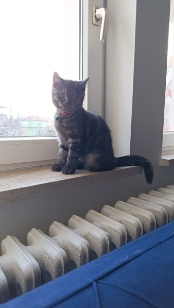 British Shorthair, Kedi  Lord monkey fotoğrafı