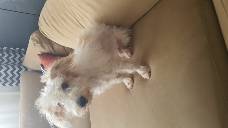 Maltese, Köpek  Pati fotoğrafı