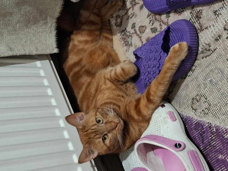 Tekir Kedi, Kedi  tarçın fotoğrafı