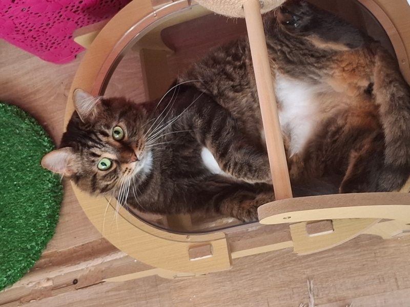 Tekir Kedi, Kedi  kekik fotoğrafı