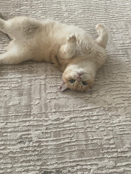 British Shorthair, Kedi  Latte fotoğrafı