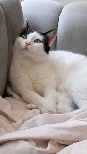 Tekir Kedi, Kedi  Kar fotoğrafı