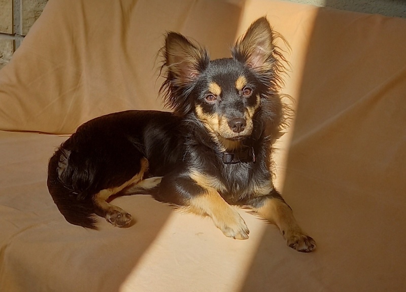 Affenpinscher, Köpek  Depy fotoğrafı