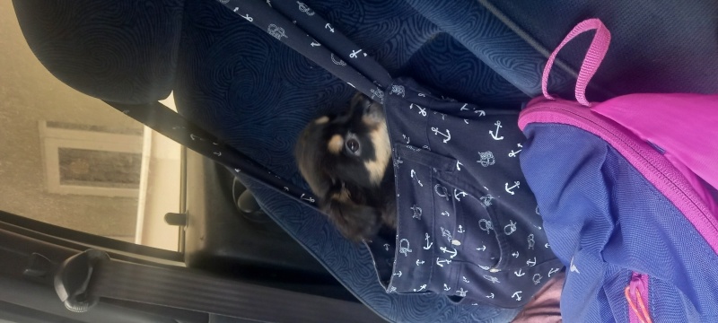 Affenpinscher, Köpek  Depy fotoğrafı