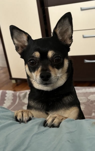 Pappilon, Köpek  Linda fotoğrafı