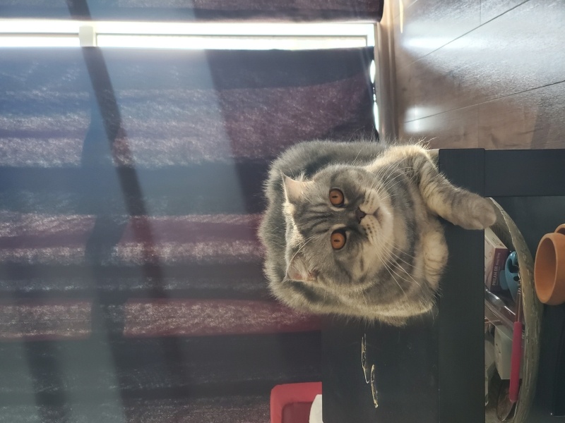 Scottish Fold, Kedi  Tote fotoğrafı
