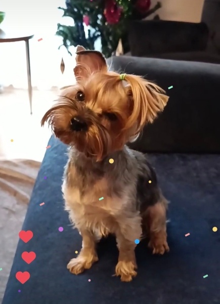 Yorkshire Terrier, Köpek  Balım fotoğrafı