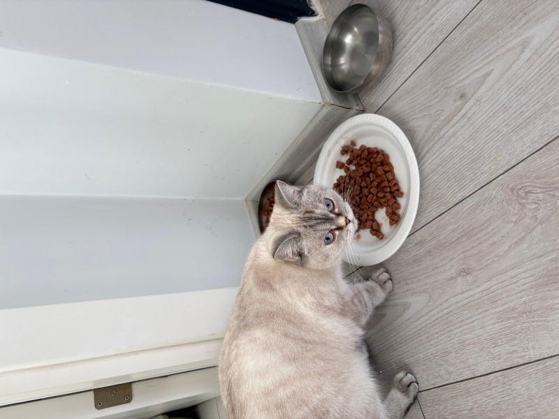 Scottish Fold, Kedi  Düşes fotoğrafı