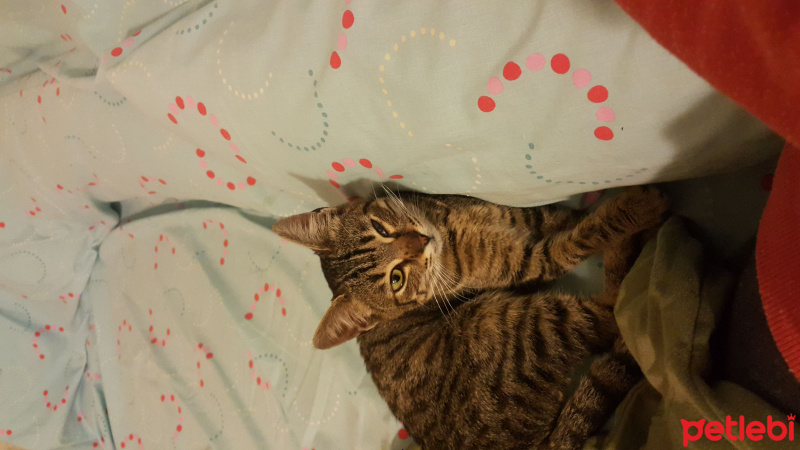 Tekir Kedi, Kedi  Maya fotoğrafı
