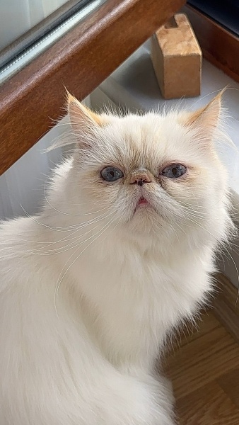 İran Kedisi (Persian), Kedi  Lily fotoğrafı