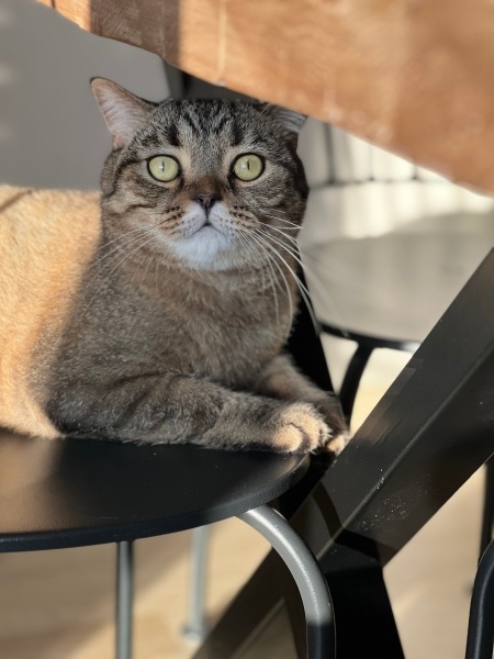 British Shorthair, Kedi  Leo fotoğrafı