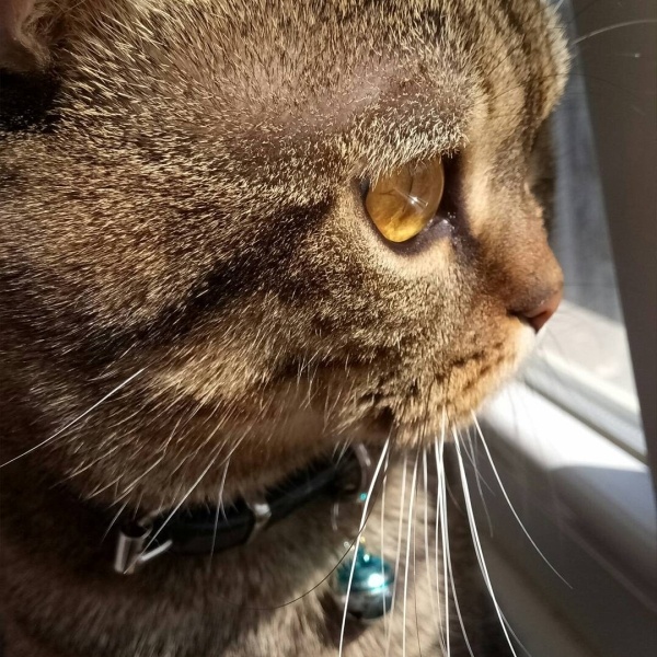 British Shorthair, Kedi  Leo fotoğrafı