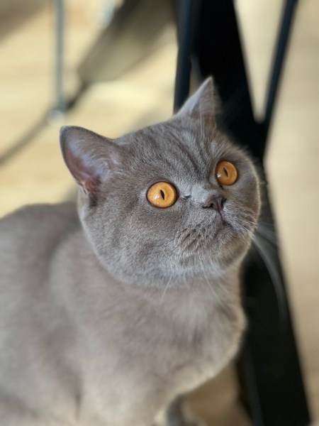 British Shorthair, Kedi  Leo fotoğrafı