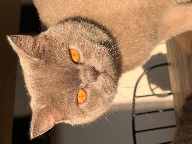 British Shorthair, Kedi  Leo fotoğrafı