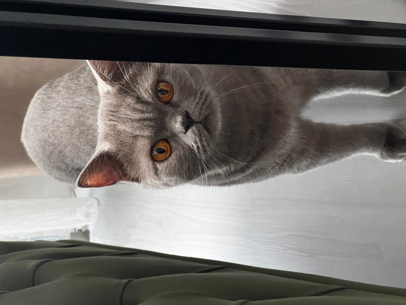 British Shorthair, Kedi  Kaju fotoğrafı