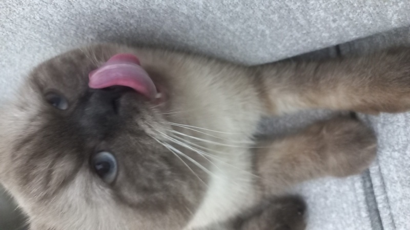 Scottish Fold, Kedi  Bulut fotoğrafı