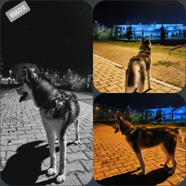 Sibirya Kurdu (Husky), Köpek  Maya fotoğrafı