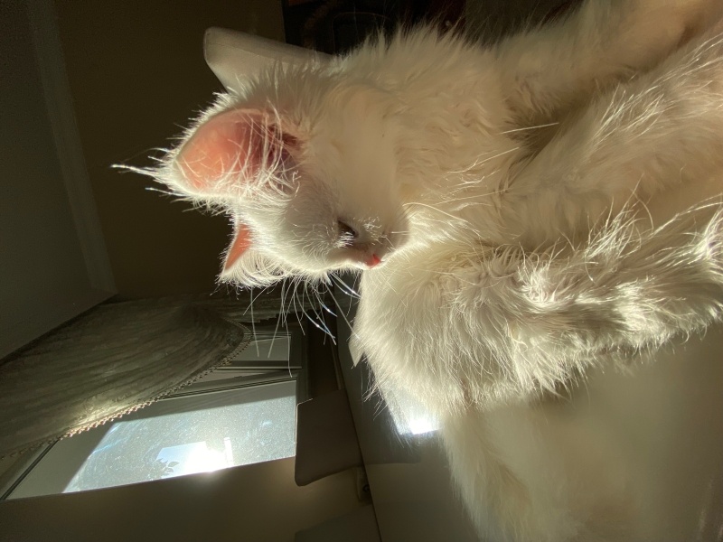 Ankara Kedisi, Kedi  laviva fotoğrafı