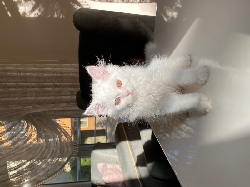 Ankara Kedisi, Kedi  laviva fotoğrafı