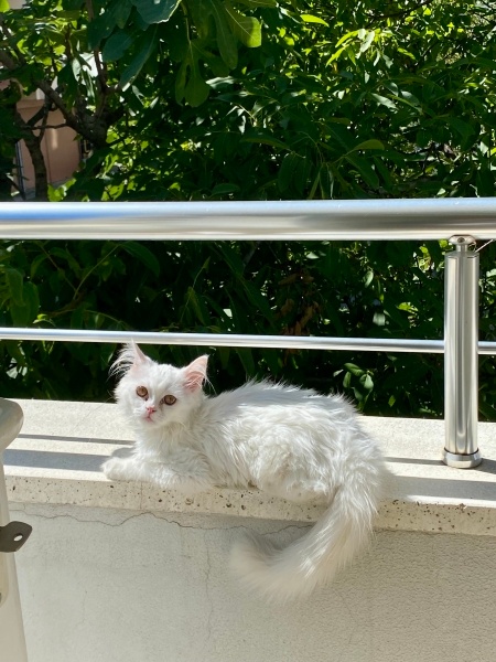 Ankara Kedisi, Kedi  laviva fotoğrafı