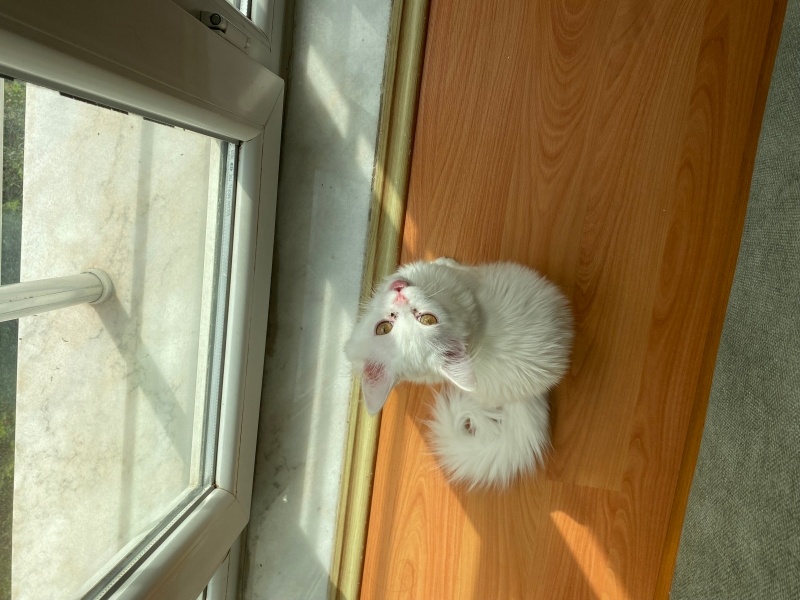 Ankara Kedisi, Kedi  laviva fotoğrafı