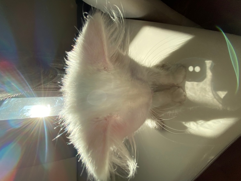 Ankara Kedisi, Kedi  laviva fotoğrafı