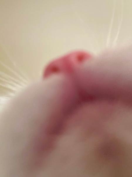 Ankara Kedisi, Kedi  laviva fotoğrafı