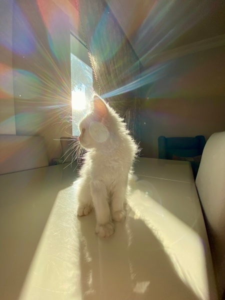 Ankara Kedisi, Kedi  laviva fotoğrafı