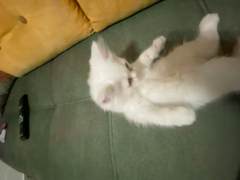 Ankara Kedisi, Kedi  laviva fotoğrafı