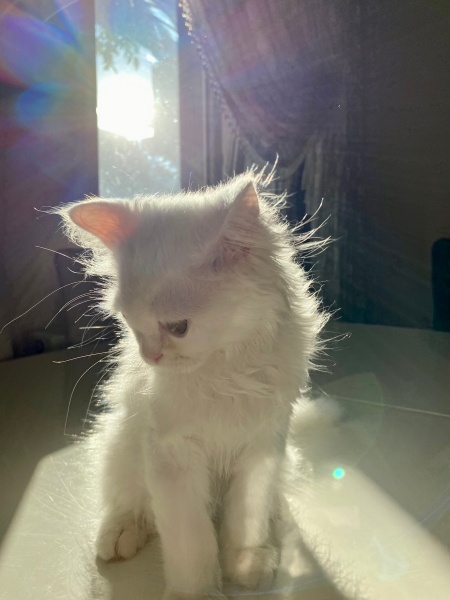 Ankara Kedisi, Kedi  laviva fotoğrafı