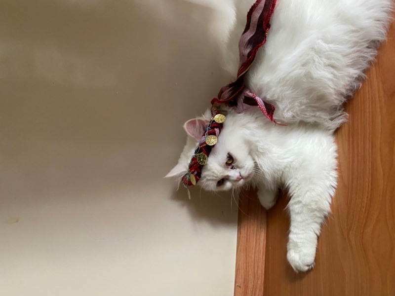 Ankara Kedisi, Kedi  laviva fotoğrafı